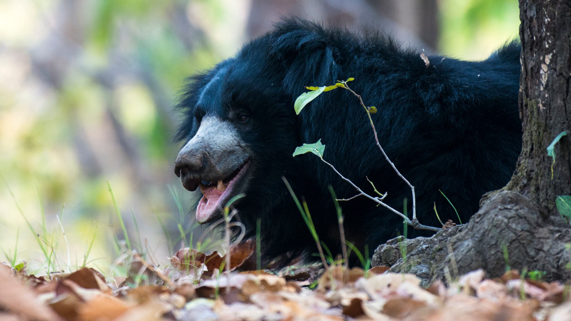 Sloth Bear