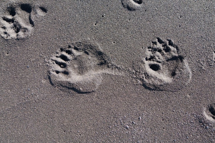 lost coast trail hike bear paws in sand