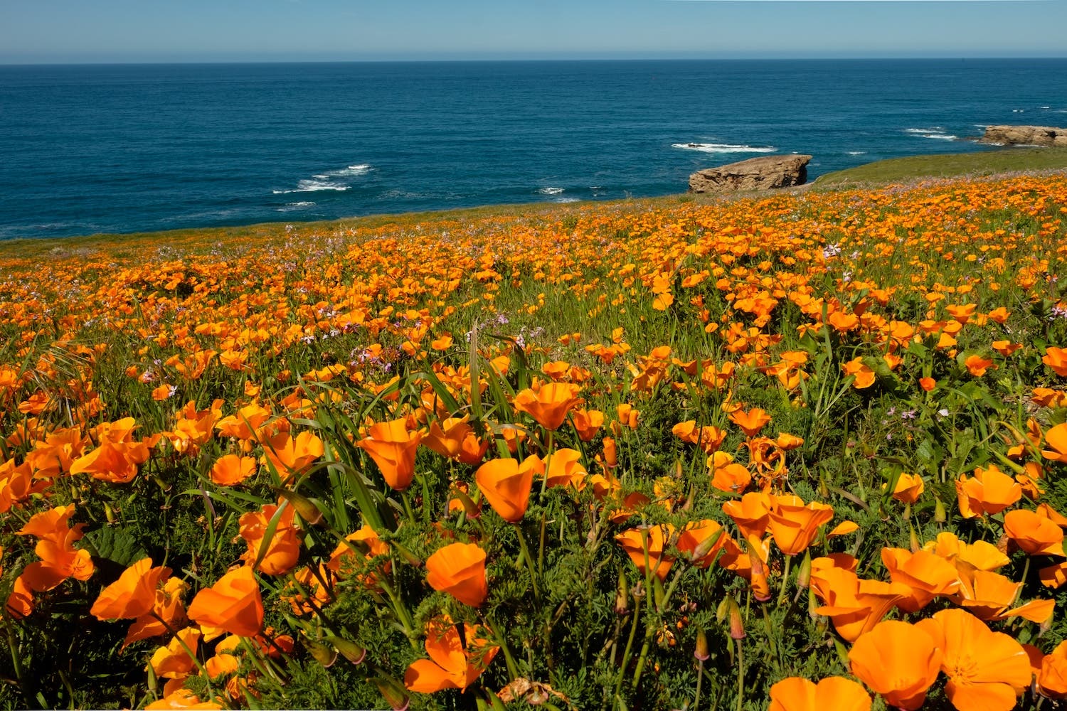 California poppies in bloom along the dramatic coast of Montana de Oro