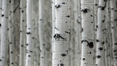 Become the Friend Who Can ID Any Tree and Wow Your Hiking Partners Forever