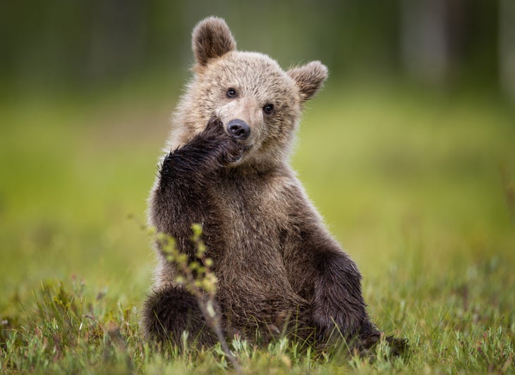 bear cub