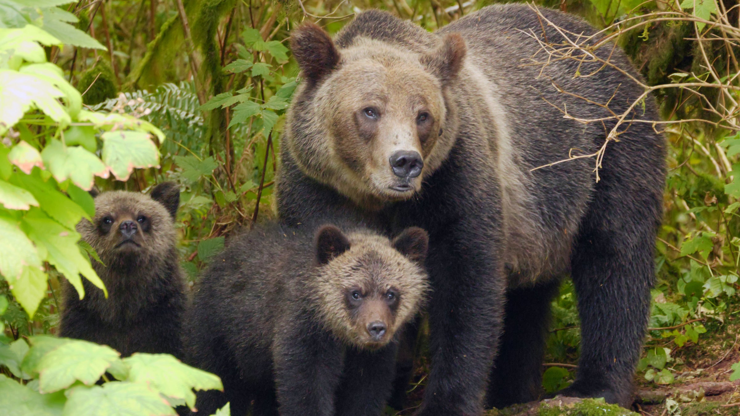 Tooth and Claw Podcast Hosts Analyze a Brutal Grizzly Attack
