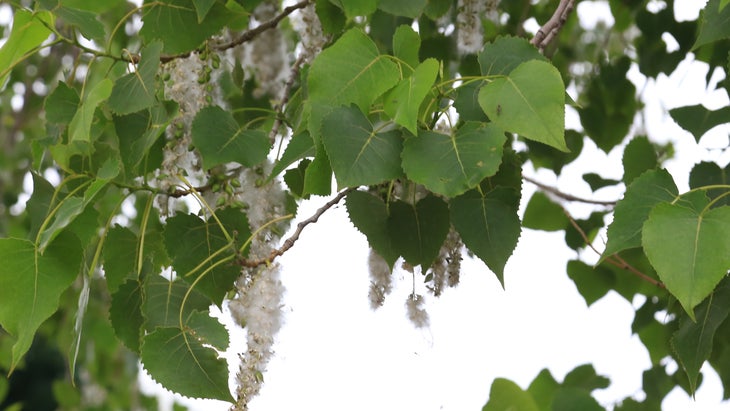 cottonwood seeds