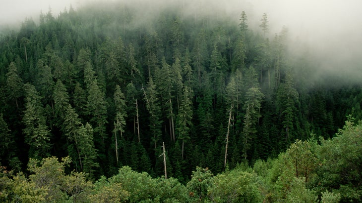 Misty mountain forest