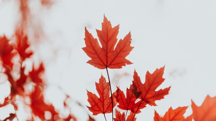 maple leaves