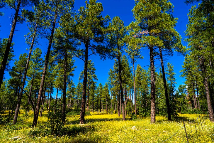 Ponderosa pines
