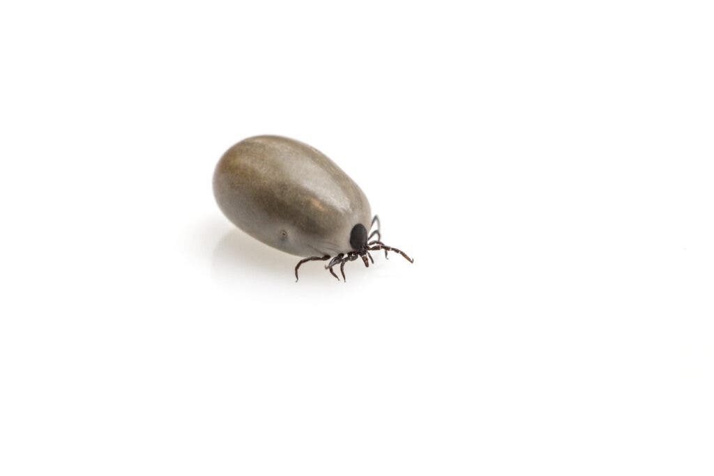 Engorged tick
