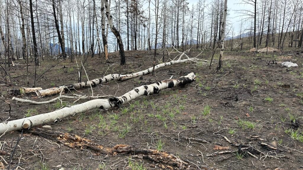 I Witnessed Wildfire Recovery in Jasper. Here’s How You Can, Too.