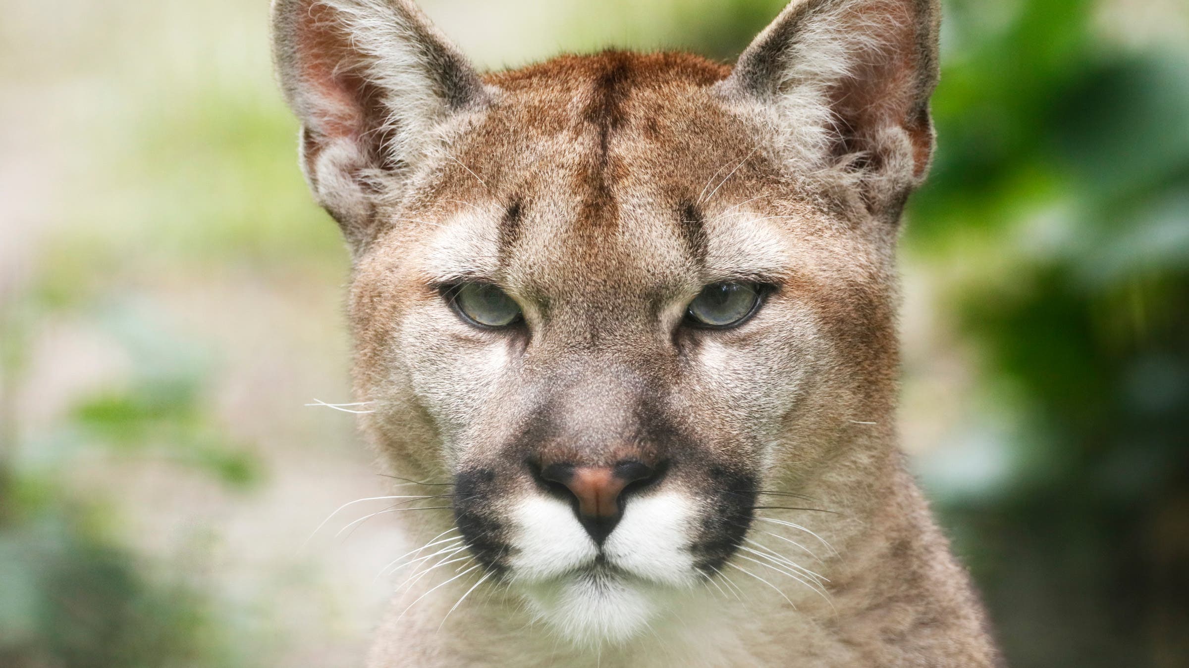 A Man Punched a Cougar in the Face and Lived to Tell About it, image size:2400x1350