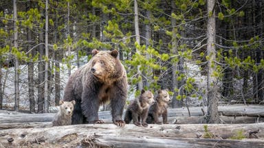 The Internet Claimed Animals Were Fleeing a Supervolcano Eruption in Yellowstone. It Was a Hoax.