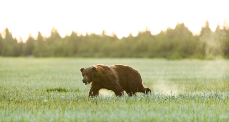 Grizzly in field