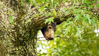 'Illegal and Dangerous': Visitors to Great Smoky Mountains Keep Feeding the Bears, and the NPS Is Over It