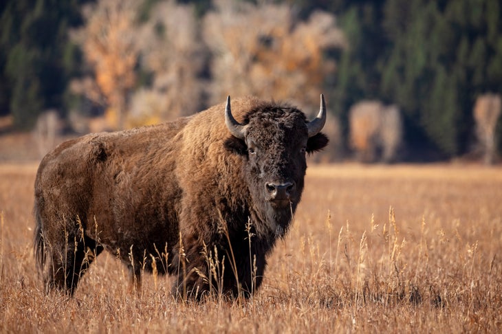 bison in field