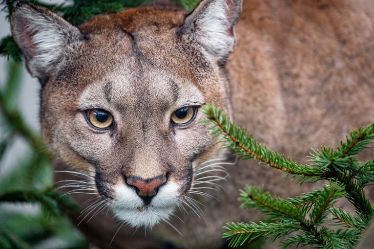 Cougar in tree