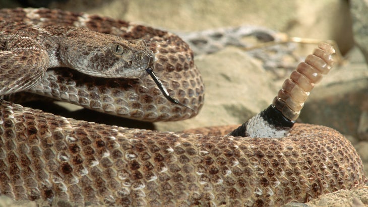Coiled rattlesnake