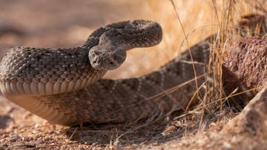 5 Dangerous Animals Hikers Should Watch Out For (and How to Handle an Encounter)