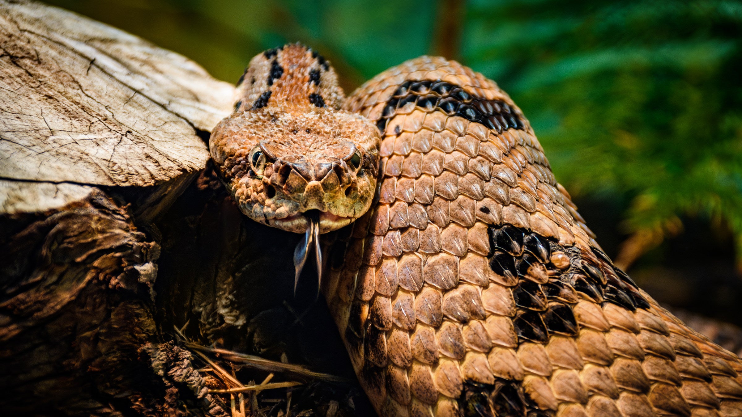 Identify These 5 Venomous Snakes Like An Expert - Backpacker