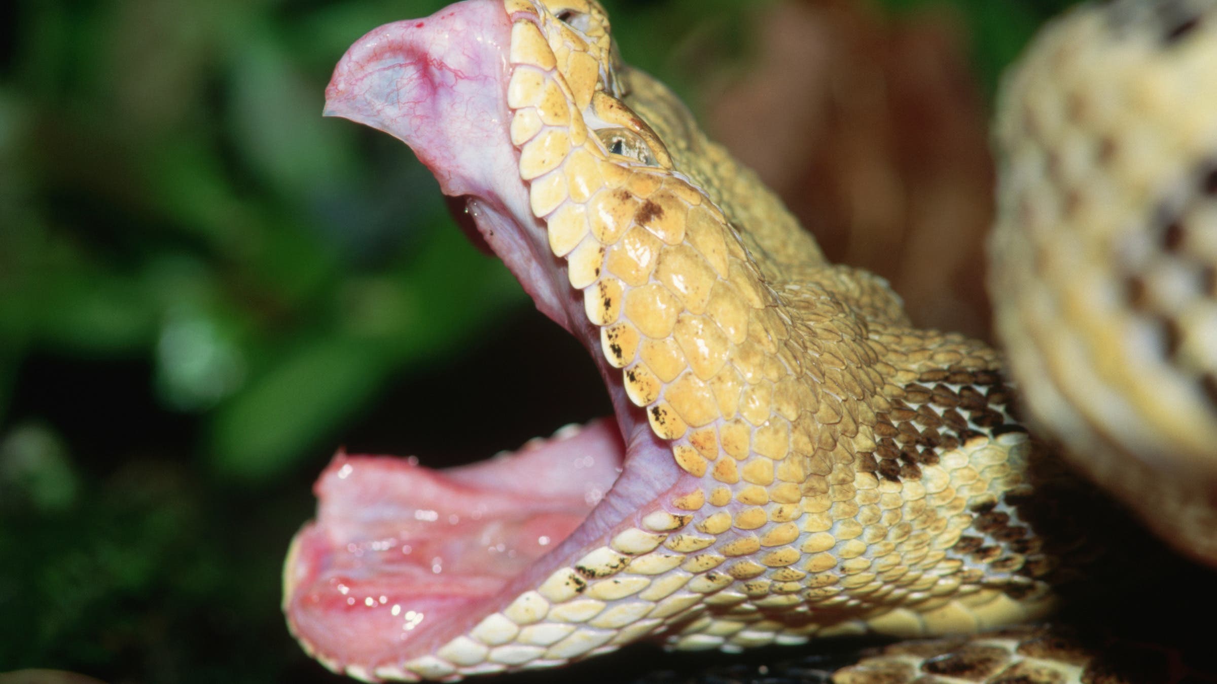Timber rattlesnake