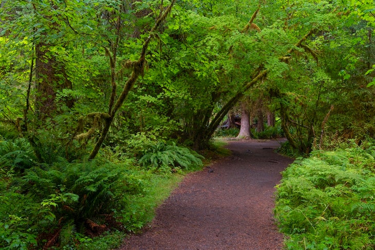 A tree is spot lit in the background while lush trees and ferns line the Hall of Mosses Trail in the temperate Hoh Rain Forest of Olympic National Park.