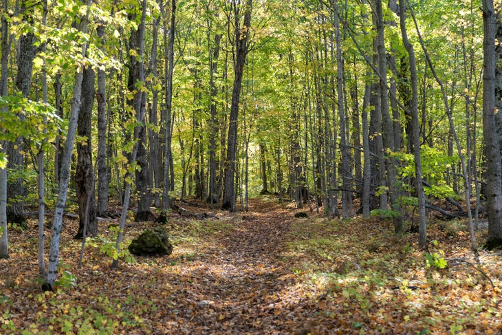 North Country Trail in the fall, covered in leaves along Michigan