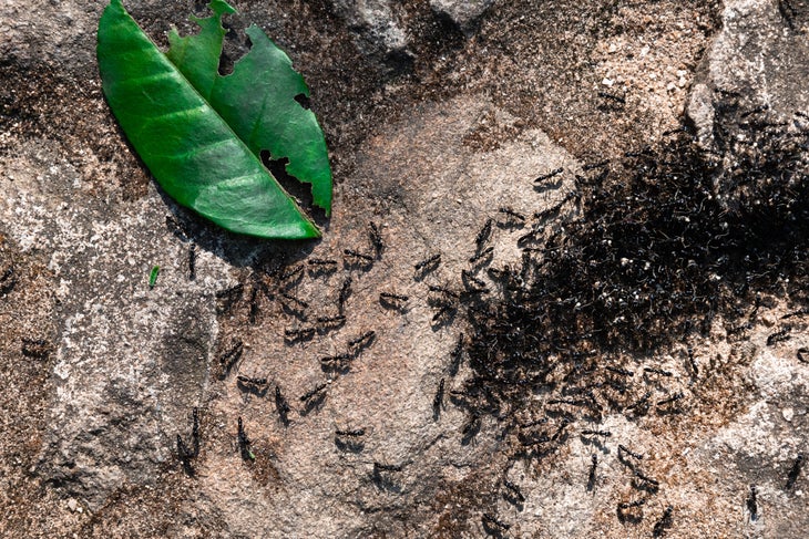 Black ants