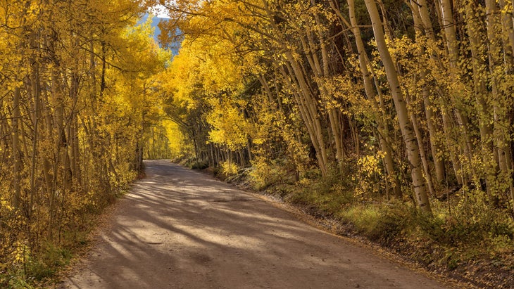 A backcountry road winding through a dense golden aspen grove on a sunny Autumn evening. Breckenridge, Colorado