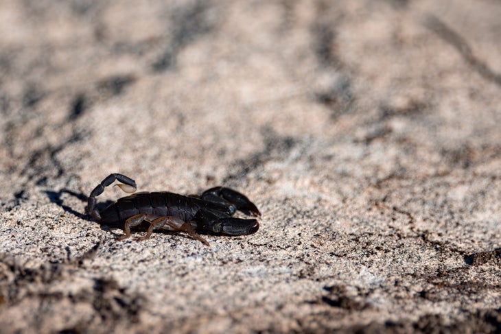 Madagascar black scorpion