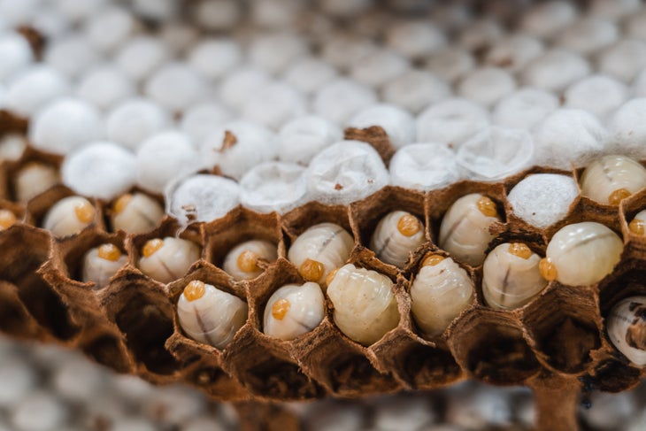 Bee larvae