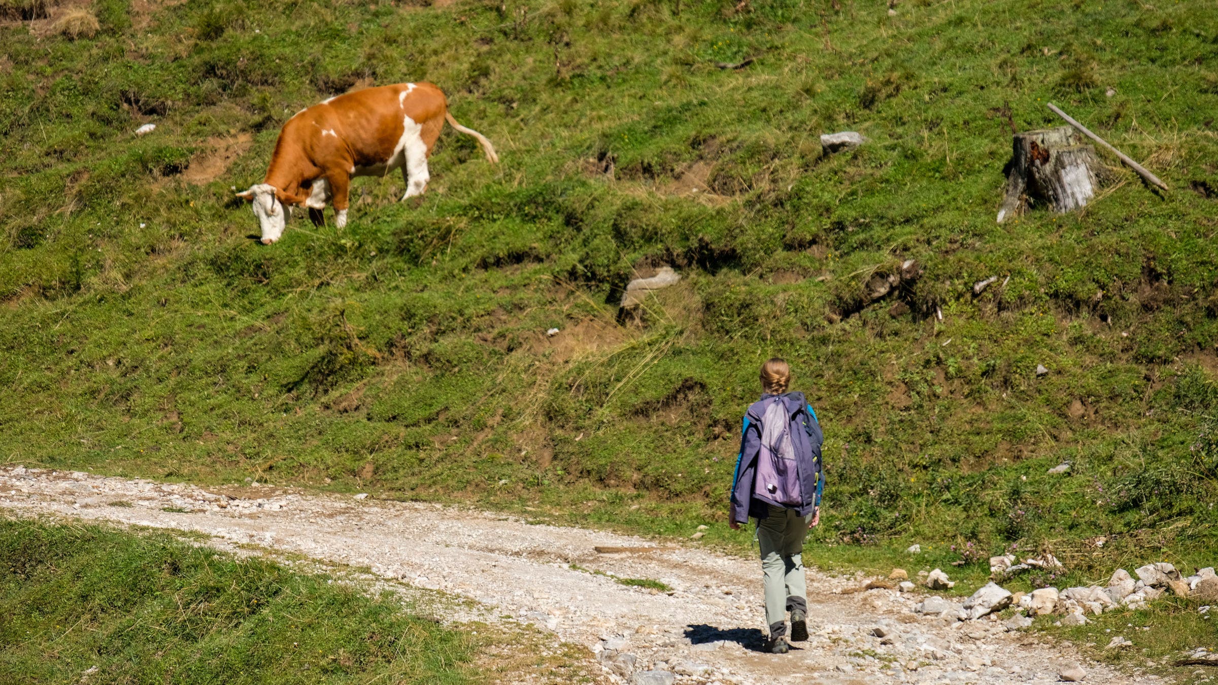 Cattle along Austrian trail