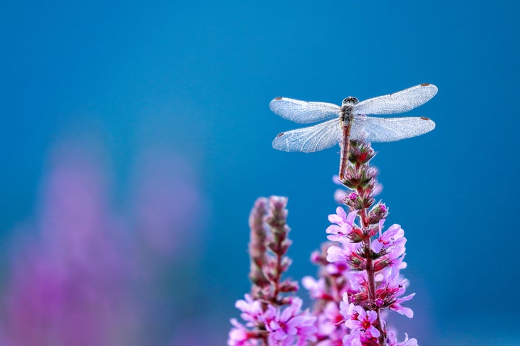 Dragonfly