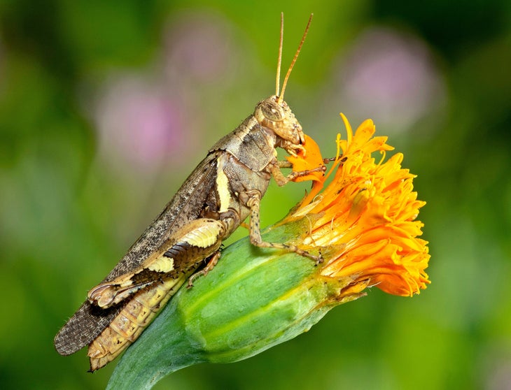 Grasshopper