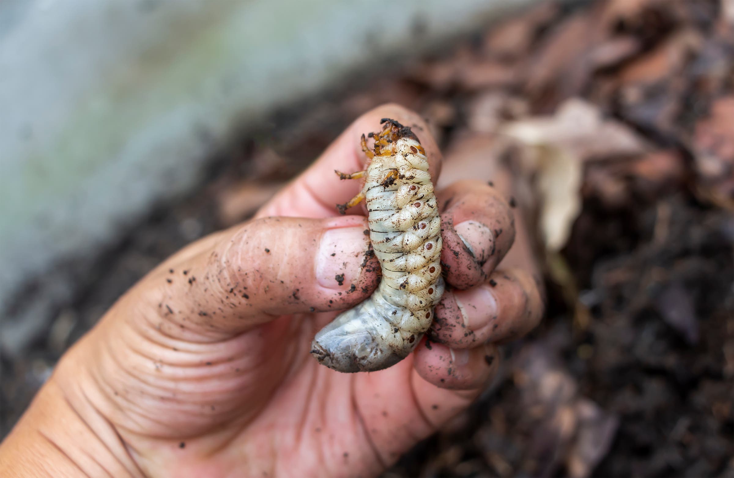 Would You Eat These Bugs? 8 Edible Species Hikers Should Try