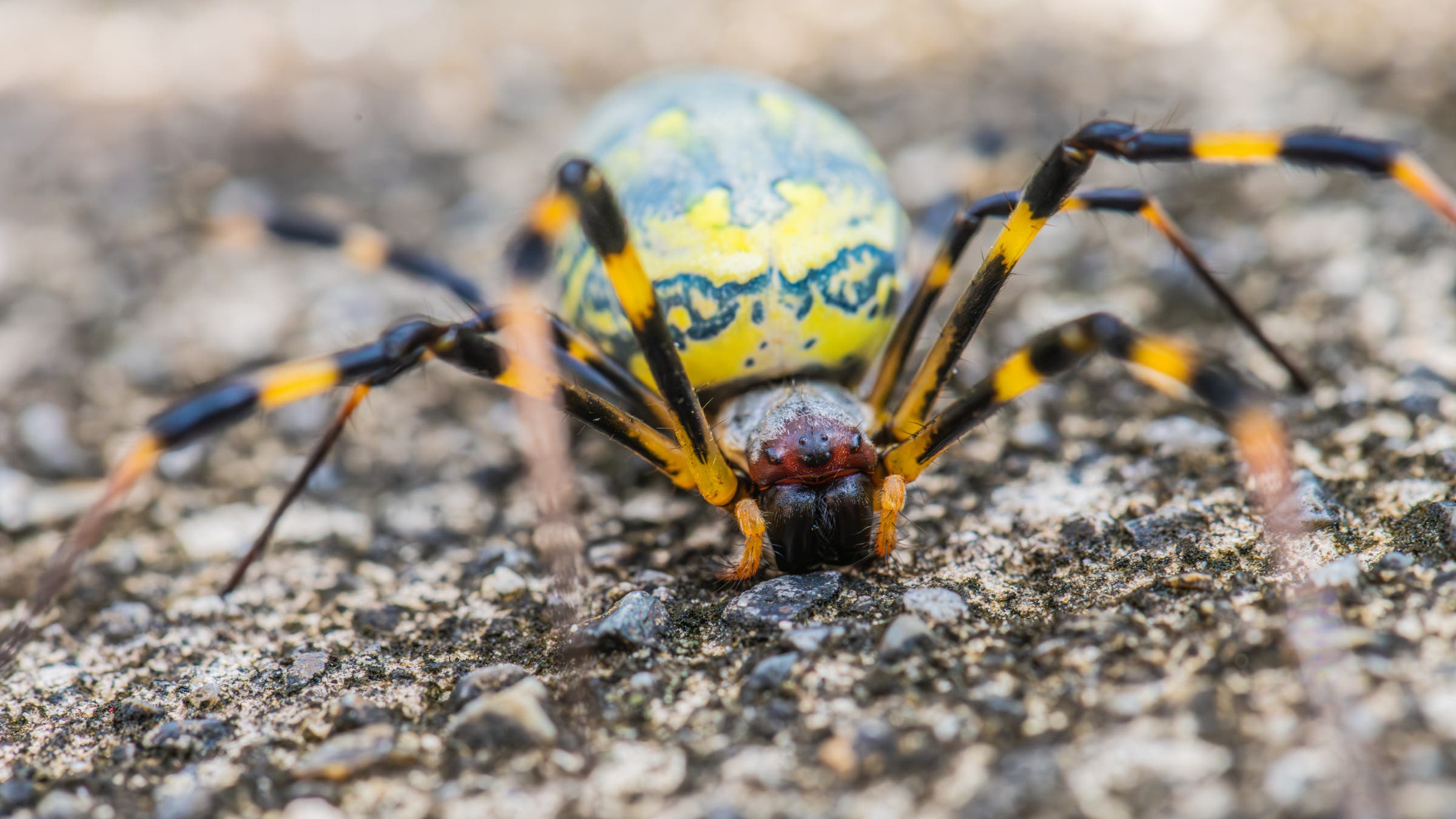 Joro spider walking on ground