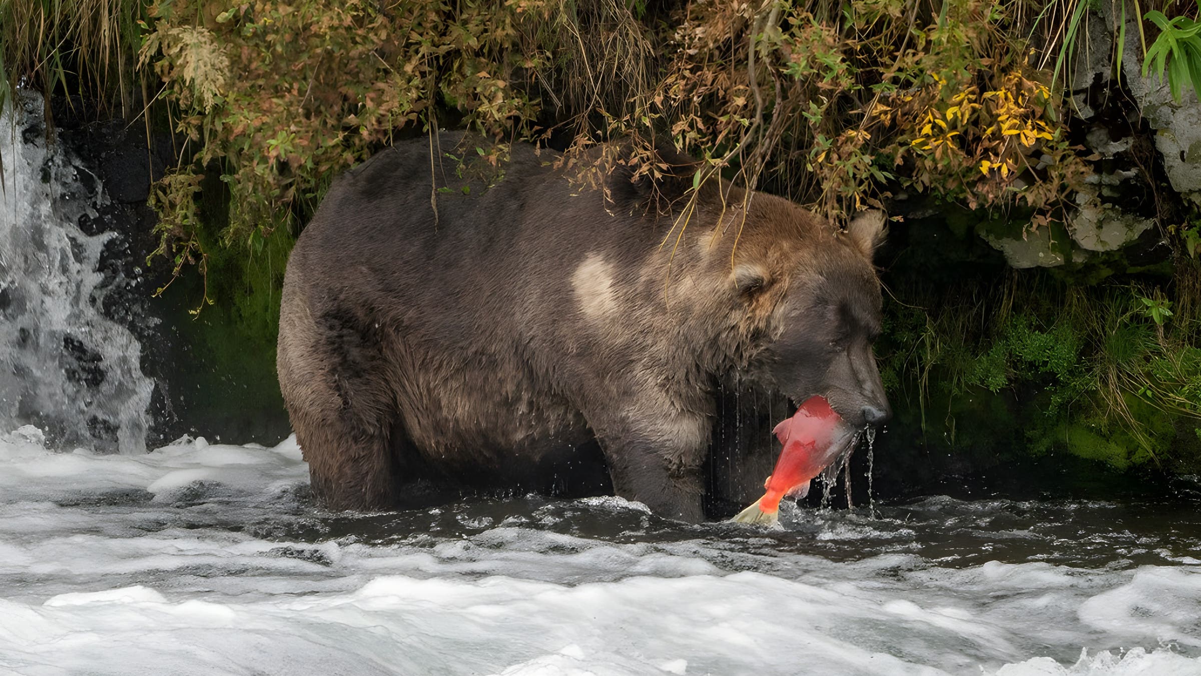 Large brown bear eating a salmon