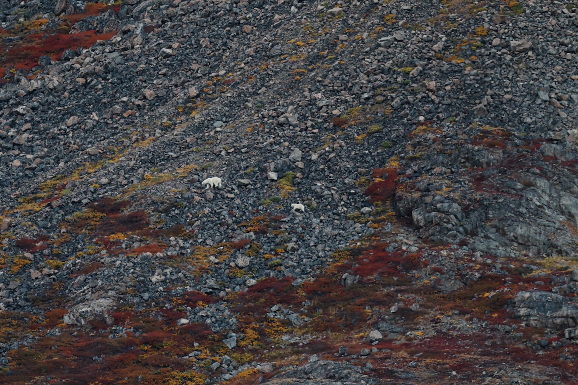 Torngat Mountains National Park Is a Glimpse Into a Wild Past