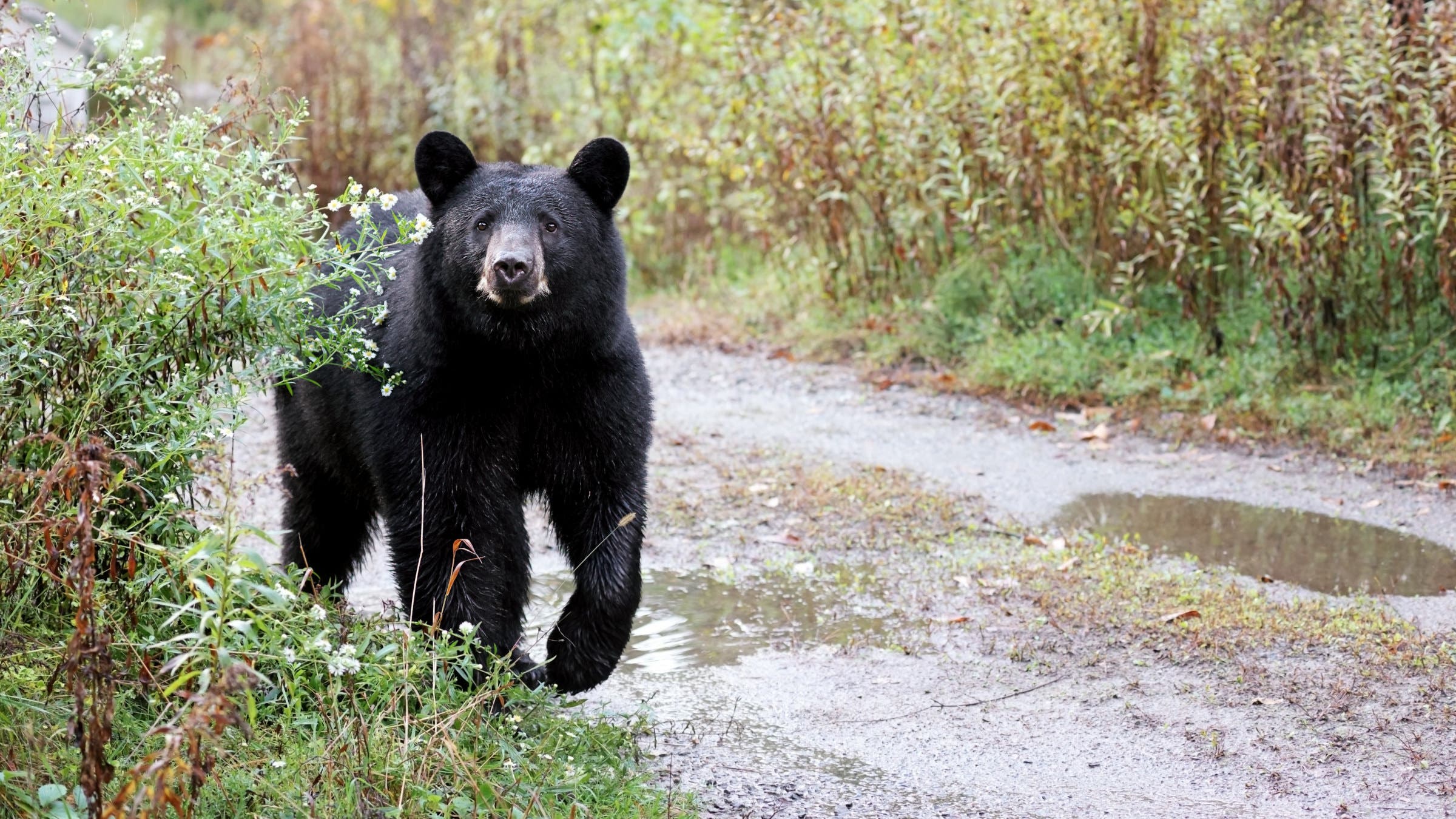 black bear in brush