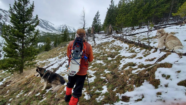 A man hikes through patches of snow with his arctic dogs and MSR Revo Explore snowshoes strapped to his back.