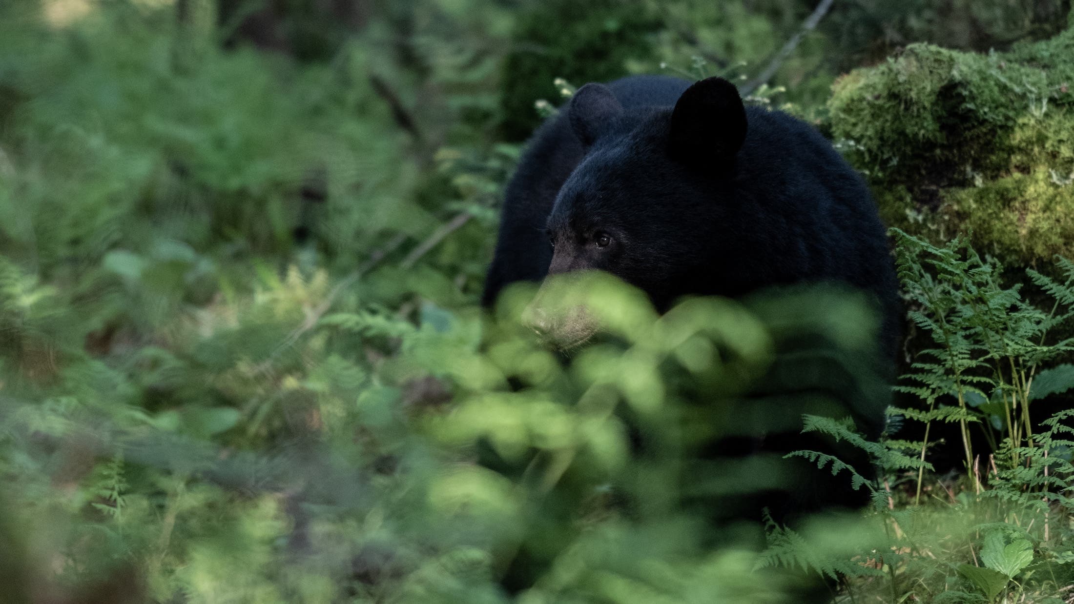 As Bear Encounters Rise on the Appalachian Trail, Most Hikers Still Don't Want to Use a Canister