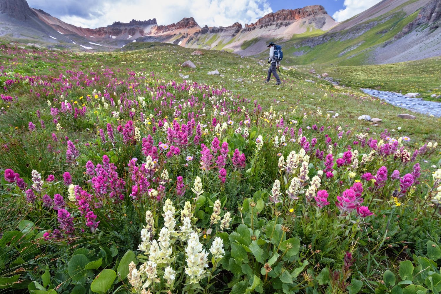 Male hiker walking in the wildflower field on Ice Lake Trail, San Juan Mountains near Silverton, Colorado