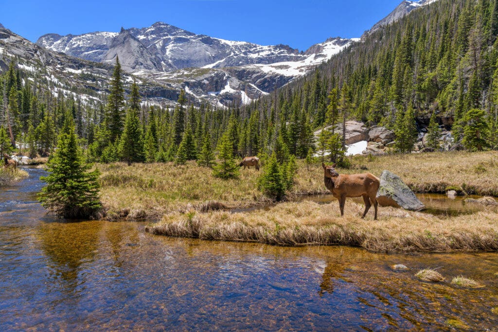 elk in Rocky Mountain National Park