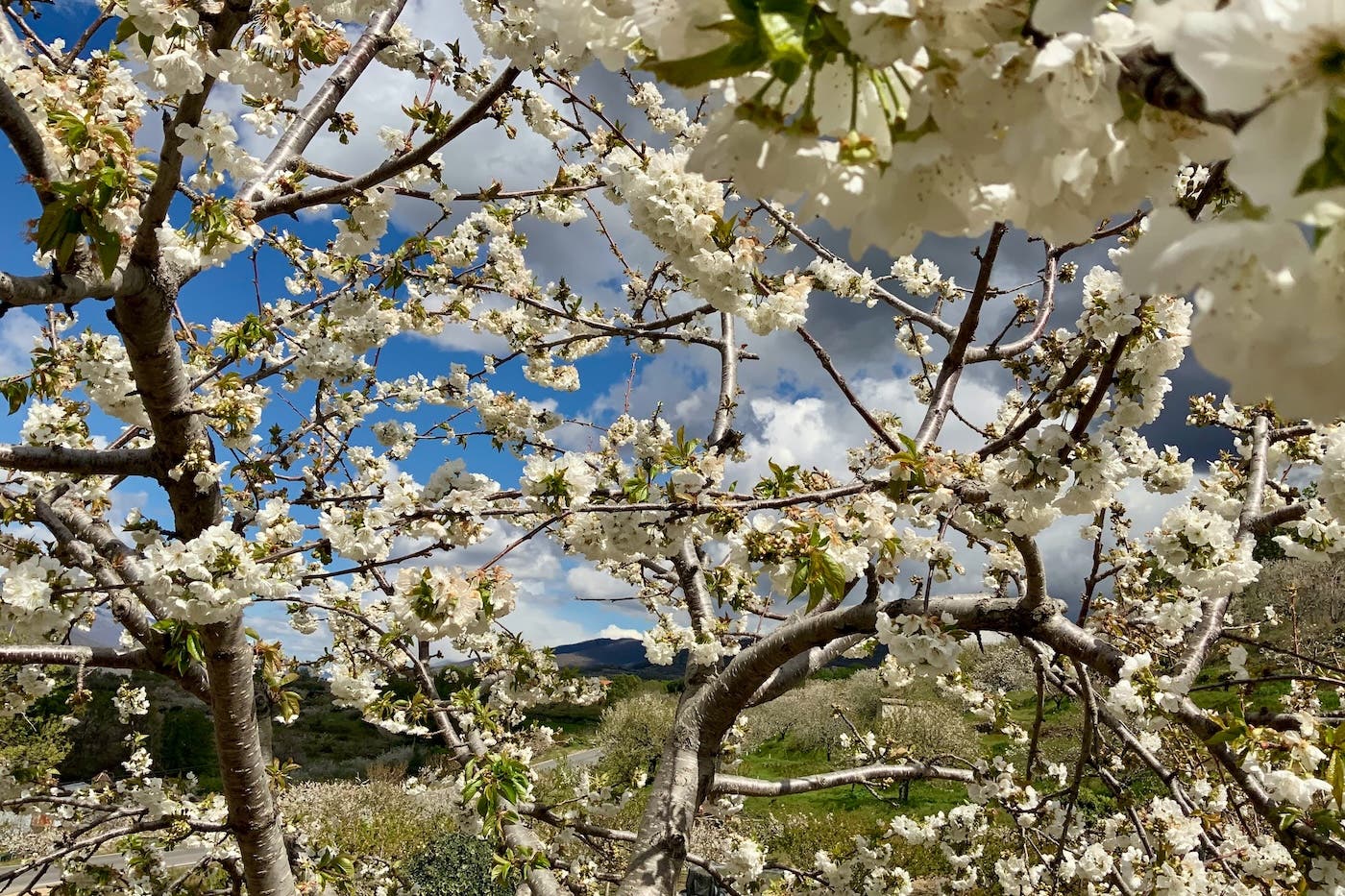 Cherry blossom in the Jerte Valley, Caceres, Extremadura, Spain.