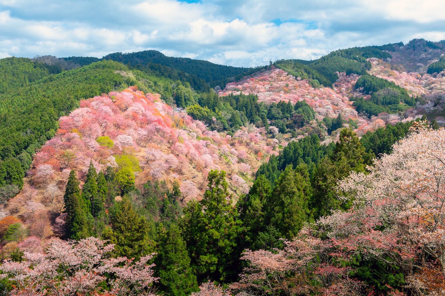 Located within the Yoshino District, Nara Prefecture, Japan, Yoshinoyama (Mount Yoshino) earned the prestigious UNESCO World Heritage Site designation in 2004. Mt. Yoshino is also renowned for its enchanting beauty with more than 30,000 cherry trees, making this site as the top destination for cherry blossom viewing in Japan.