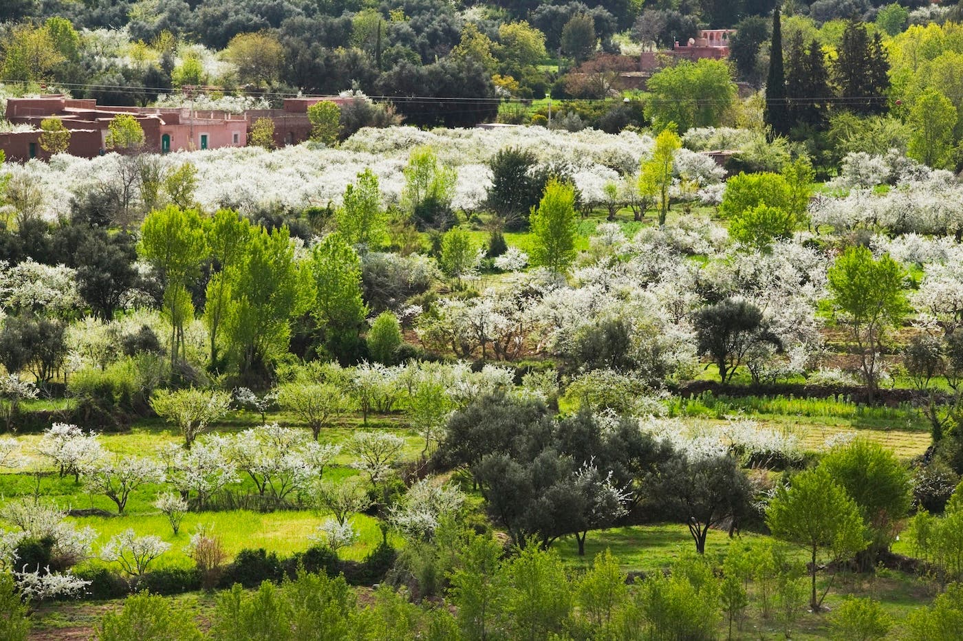 Ourika Valley – High Atlas, Morocco cherry blossom