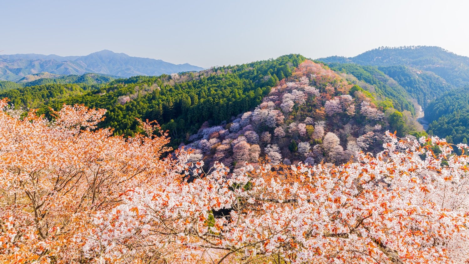 The Best Cherry Blossom Hikes Worldwide - Backpacker
