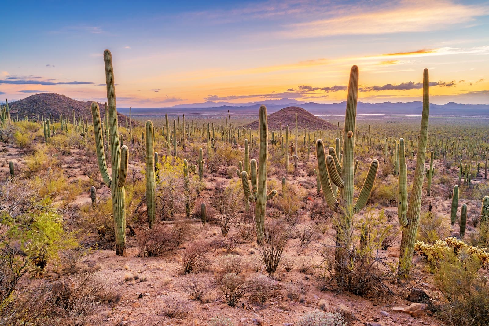 Stock photograph of ancient petroglyphs at Signal Hill, Saguaro National Park, Arizona, USA during sunset.