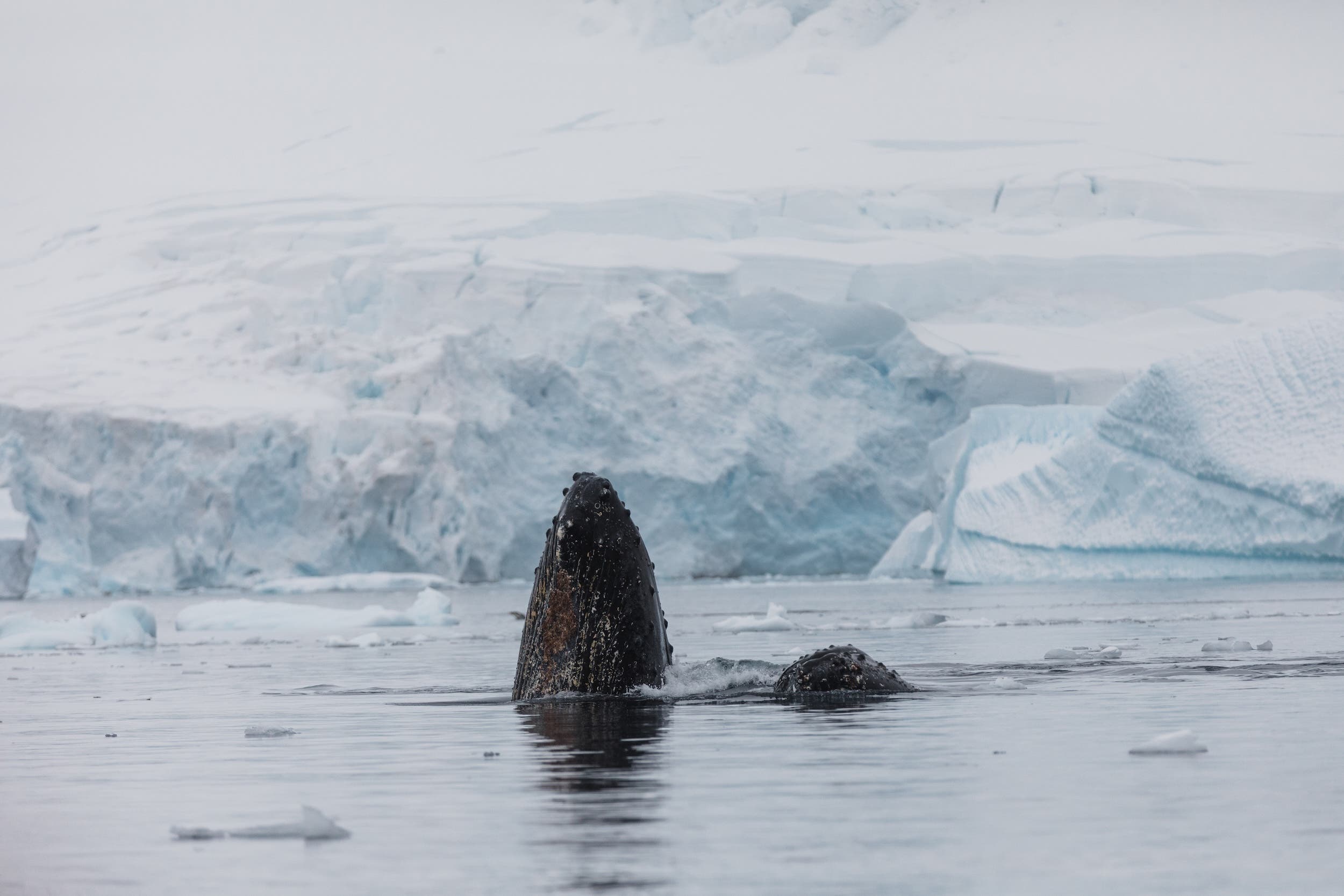 Hiking in Antarctica