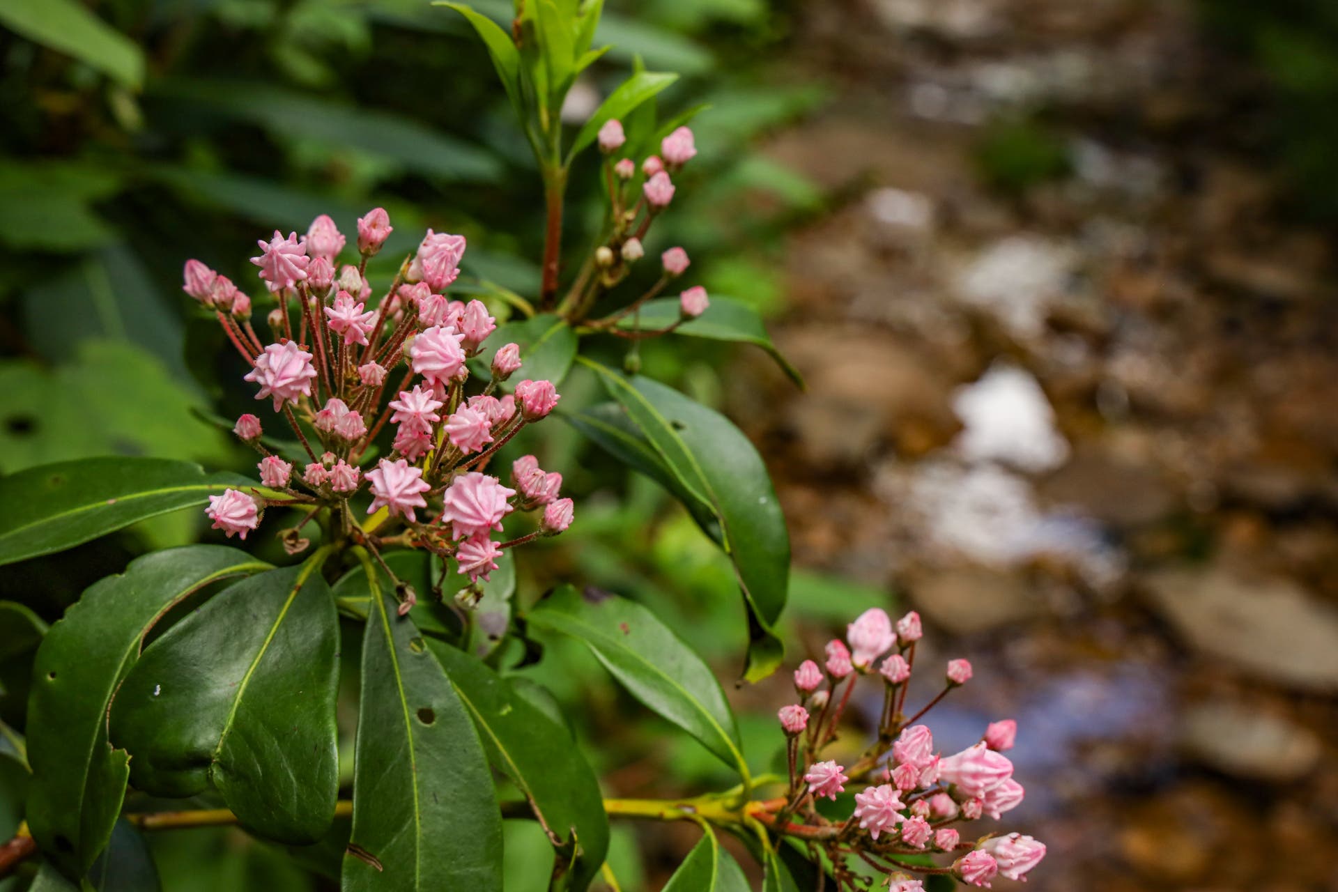 “Soft Hikers” Can Become Backpackers On These Low-Effort Trails