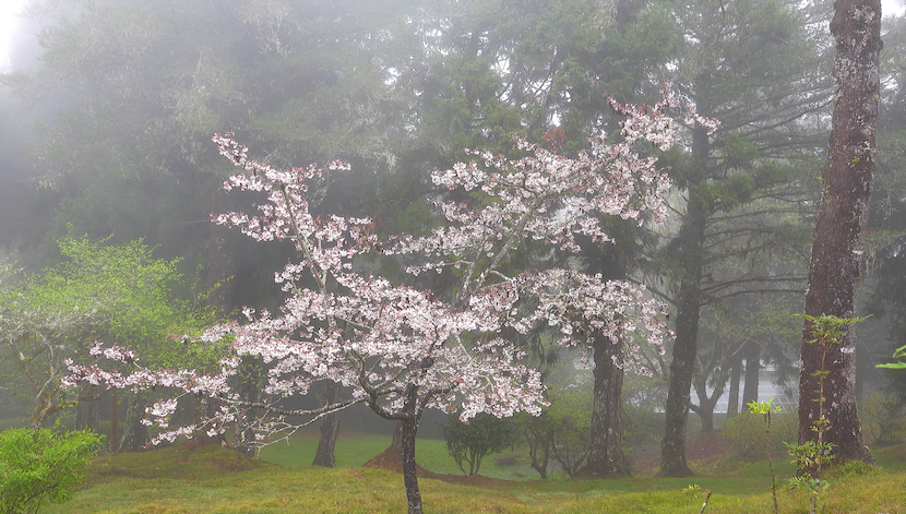 cherry blossom Alishan Forest Recreation Area – Taiwan