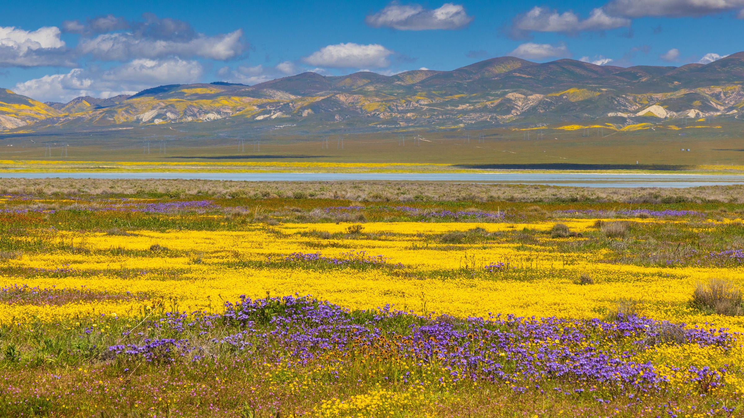 This Year's Superbloom Is on Full Display. Here's Where to