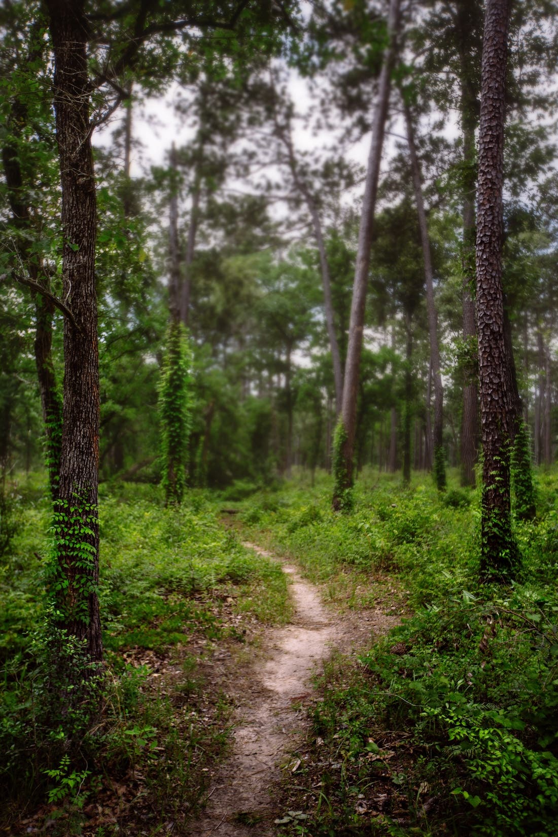 Sam Houston National Forest, Texas lone star hiking trail